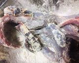佐賀県の珍味！ワラスボの唐揚げ！作り方2写真