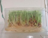 【レンジで簡単♪】豆苗の豚バラ巻き作り方15写真