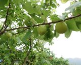 簡単！あんず漬け作り方1写真