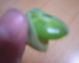 うちの✿そらまめの茹でかた作り方4写真
