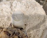 チョコクッキー作り方4写真