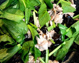 簡単副菜★豚肉ときくらげの中華風炒め作り方6写真