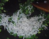 簡単♪芳ばしい♪ニラしらすチャーハン♪作り方2写真