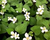 ドクダミ茶 を作る作り方1写真