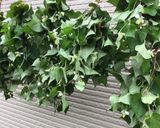 ドクダミ茶 を作る作り方2写真