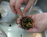 サンショウウニの下処理とウニ丼作り方7写真
