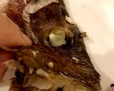 鯛のあらで 簡単!おいしい鯛めし作り方19写真