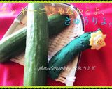 簡単！きゅうりの中華風浅漬け作り方4写真