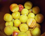 減塩はちみつ梅干し作り方11写真