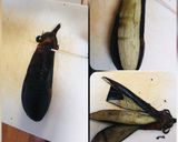 簡単、皮なし焼きなす作り方3写真