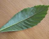 生葉からびわの葉茶作り方1写真