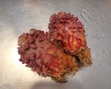 ホヤのアヒージョ作り方1写真