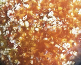 トマト缶で作る簡単ミートソース作り方5写真