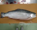 海峡サーモンの刺身作り方3写真