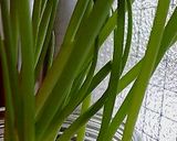 無限ネギdeクスクスサラダ作り方12写真