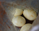 簡単♪そばつゆカレー粉トマトケチャの煮卵作り方2写真