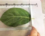 柿の葉の塩漬け（柿の葉すしの準備）作り方4写真