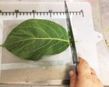 柿の葉の塩漬け（柿の葉すしの準備）作り方5写真