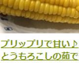 プリップリで甘い♪とうもろこしの茹で方作り方10写真