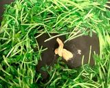 豆苗のぱっぱと炒め作り方4写真