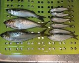 ごま油香る❀サッパの酢漬けおから和え作り方1写真