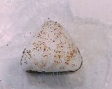 バターしょう油に、胡椒たっぷりおにぎり！作り方3写真
