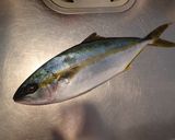 ヒラマサの刺身作り方1写真