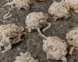 豆腐焼売作り方13写真