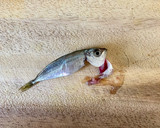 おつまみ♪サクサク【小アジの唐揚げ】作り方1写真