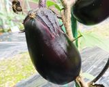 大葉香るささ身とナスの串揚げ！作り方1写真