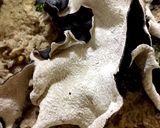 キクラゲのぬか漬け作り方1写真