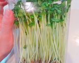長持ち!かいわれ大根の冷蔵保存方法作り方1写真