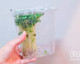 長持ち!かいわれ大根の冷蔵保存方法作り方4写真