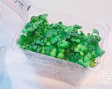長持ち!かいわれ大根の冷蔵保存方法作り方3写真