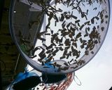 野菜の天日干し作り方11写真