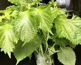 青紫蘇の保存法作り方1写真