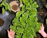 サンチュとキムチの韓国風サラダ作り方3写真