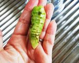 手作り わさび味噌作り方4写真
