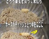 美味ドレとホースラディッシュでとろろ蕎麦作り方1写真