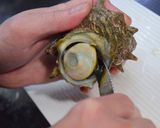 長崎産活サザエのお刺身（よか魚）作り方5写真
