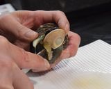 長崎産活サザエのお刺身（よか魚）作り方7写真