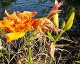 カンゾウの蕾と野菜等の油炒め（＾＾）作り方1写真