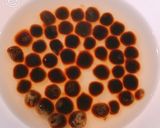 レンジで簡単！甘もち、タピオカミルクティ作り方3写真