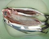 初夏の味。トビウオの一夜干し作り方4写真