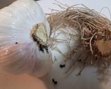生ニンニクの根で激烈スタミナ納豆作り方2写真