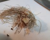 生ニンニクの根で激烈スタミナ納豆作り方3写真