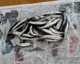 なるべく汚さずに、小イワシ刺身をさばく作り方4写真