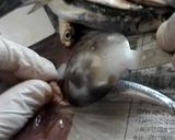 なるべく汚さずに、小イワシ刺身をさばく作り方6写真