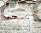 なるべく汚さずに、小イワシ刺身をさばく作り方8写真