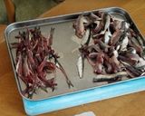 なるべく汚さずに、小イワシ刺身をさばく作り方9写真
